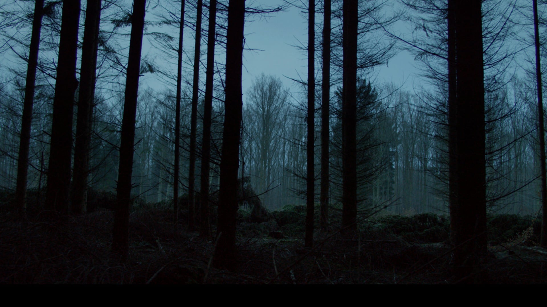 SHAYK2X – Forest