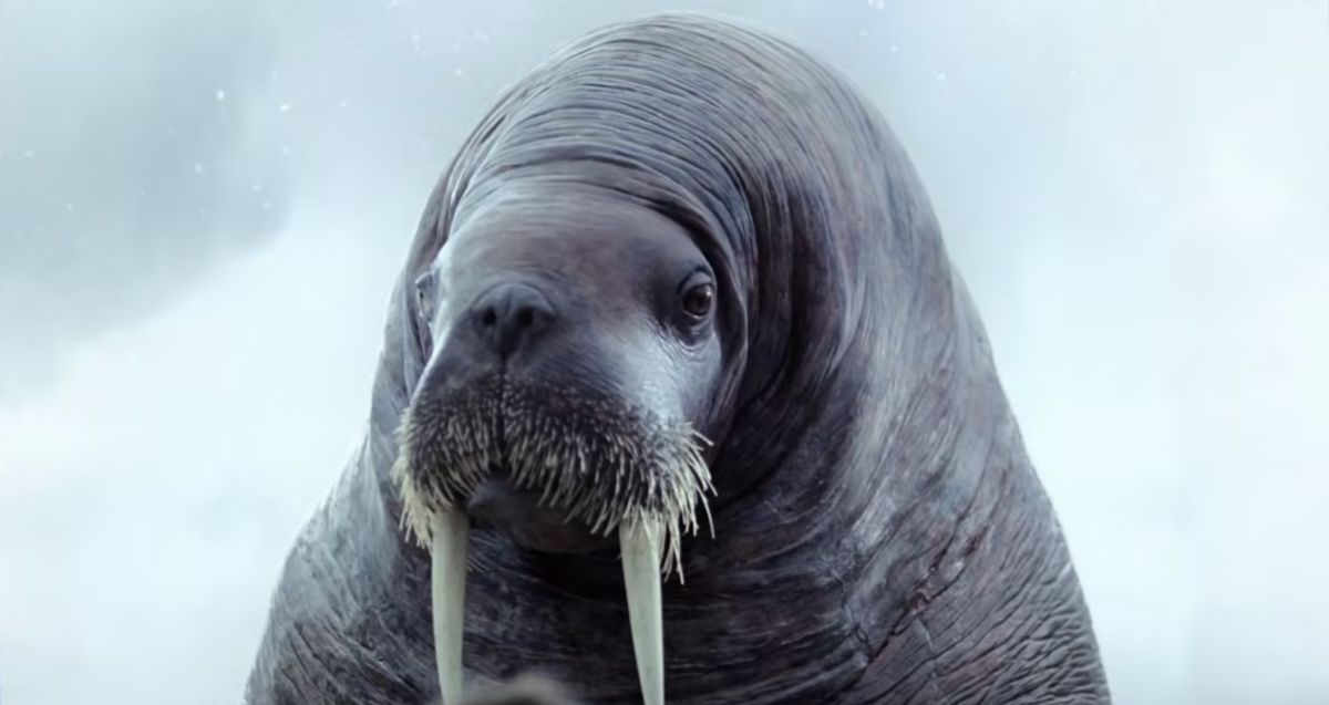 Cult Walrus