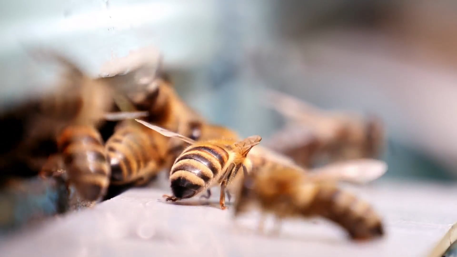 BAUHAUS – Bienen