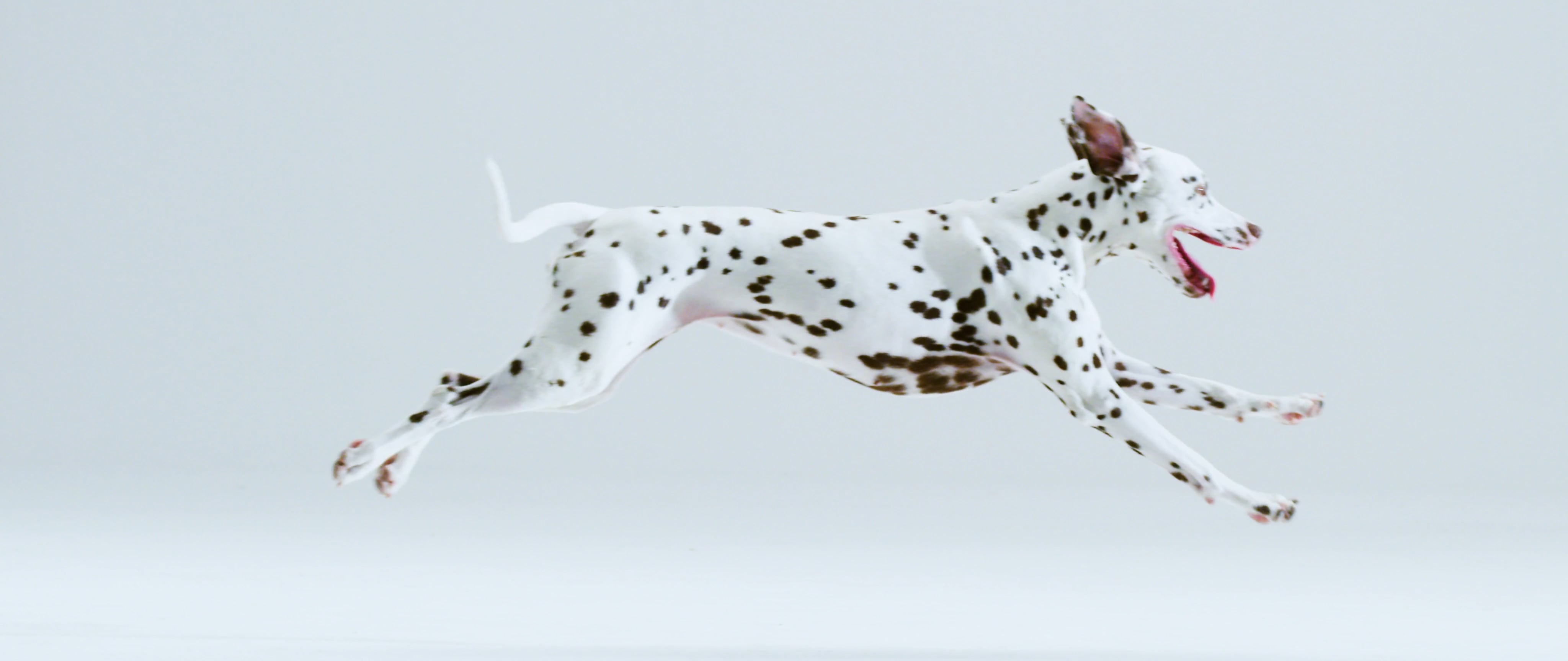 Collagile Pet – Jan Weyl
