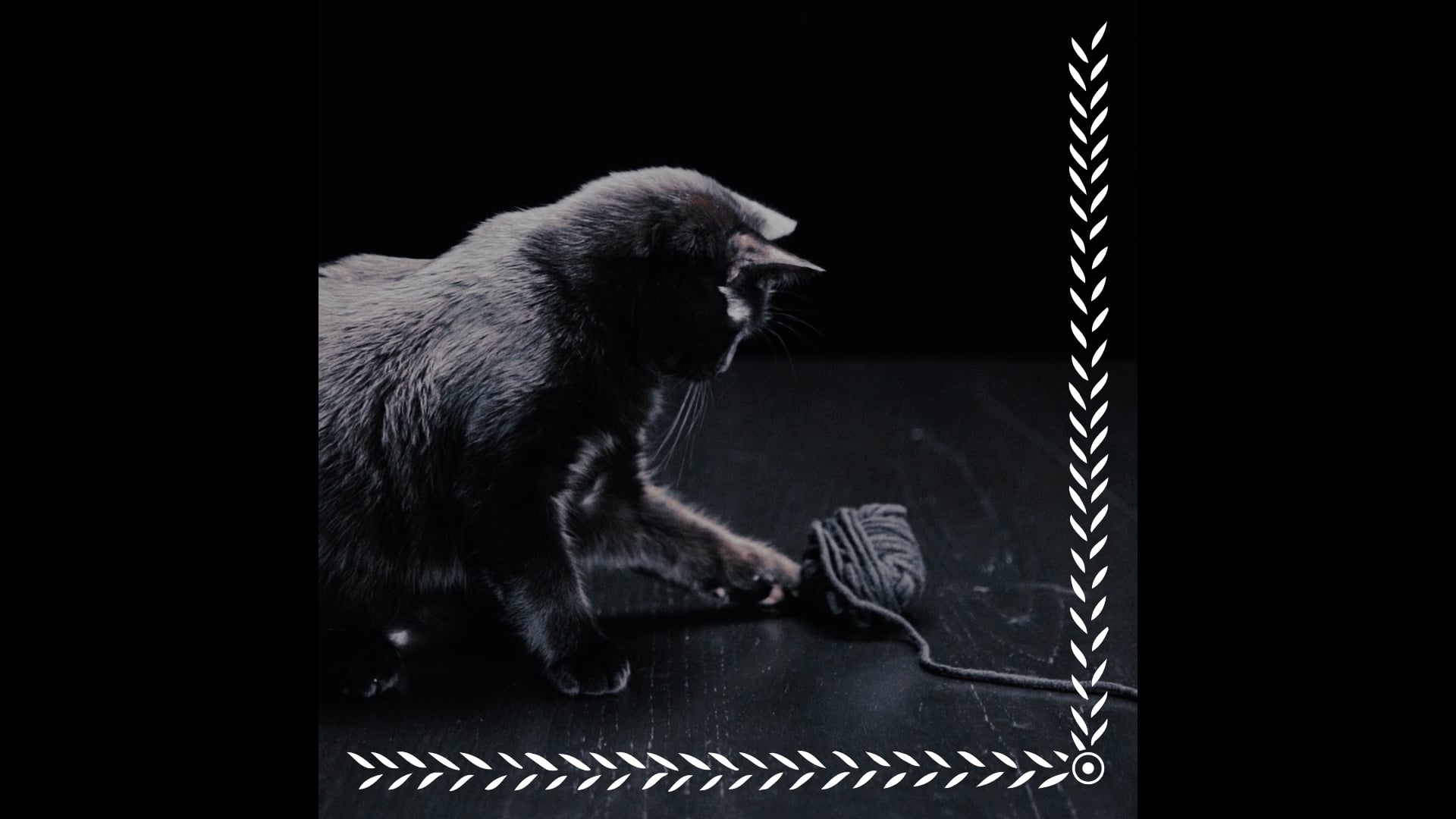 OCB – Black Cat Wool