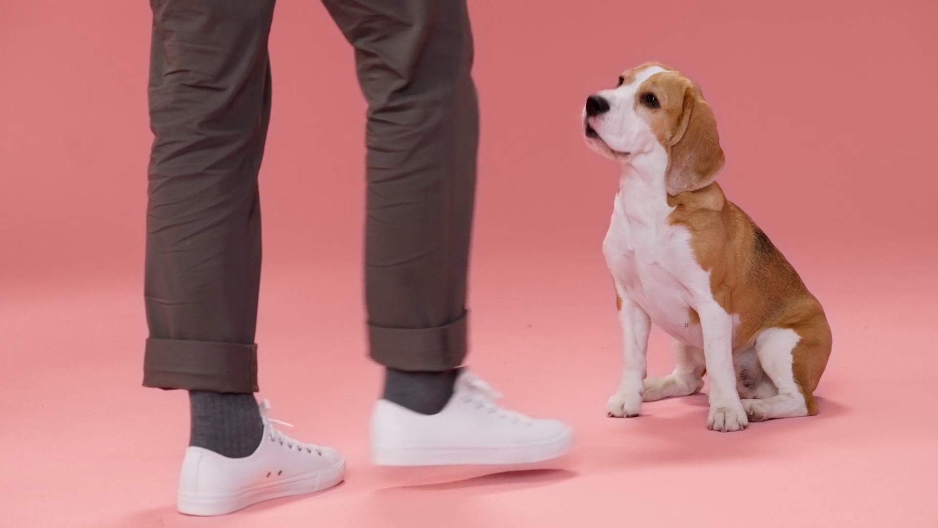 ROYAL CANIN – Beagle (fr)