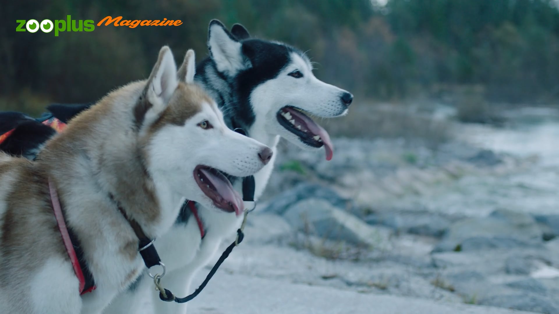 ZOOPLUS – Siberian Husky