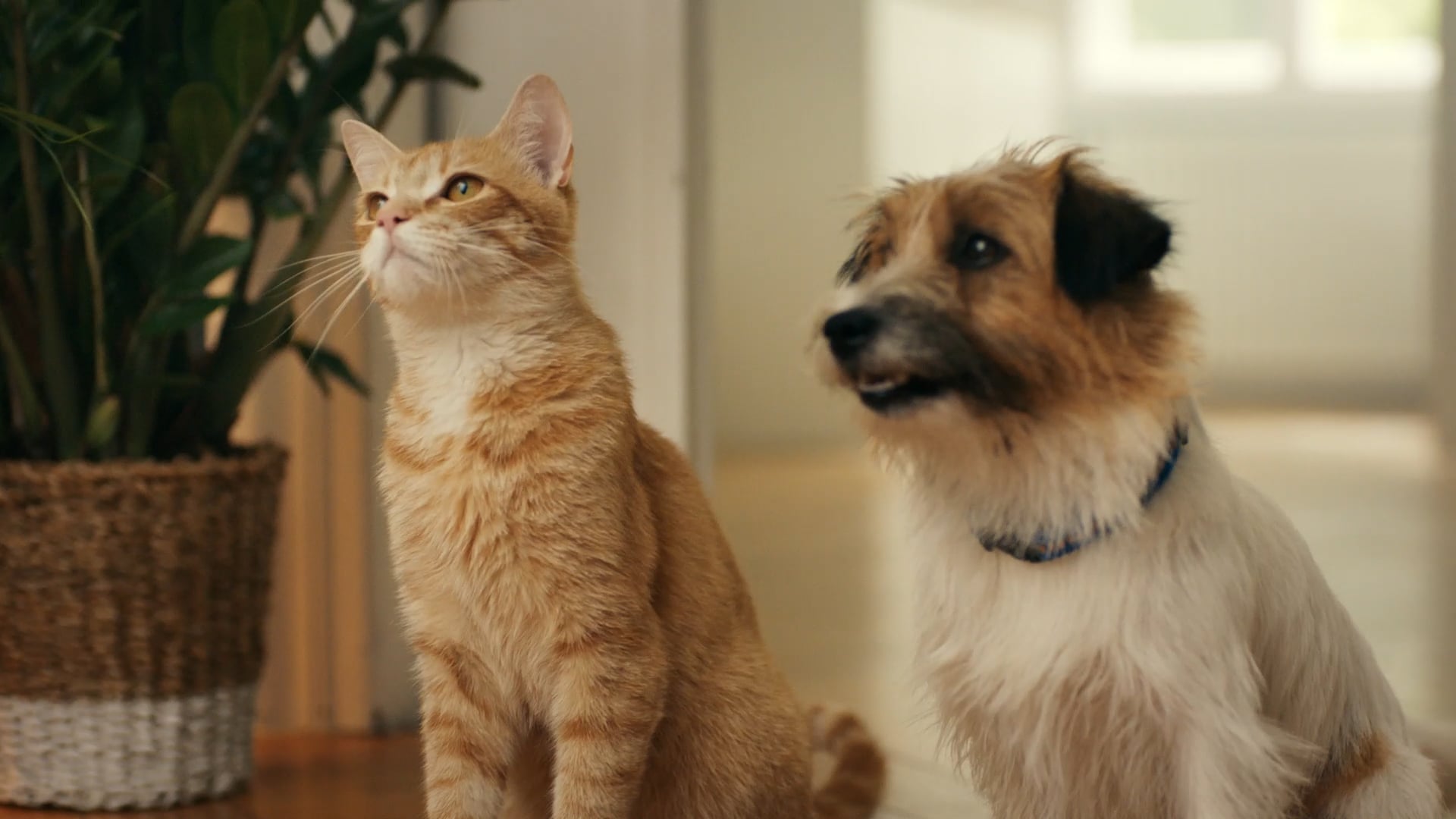 ZOOPLUS – Tvc (fr)