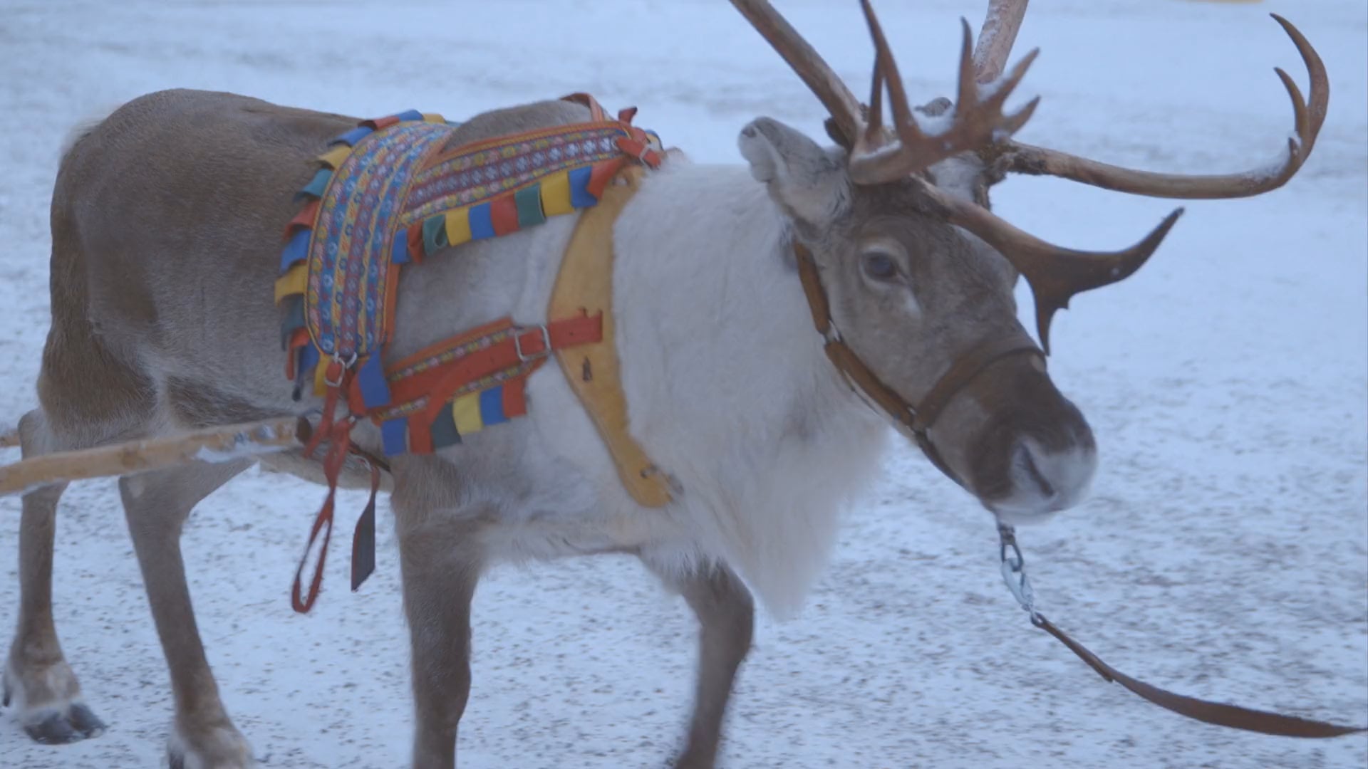 COKE – White Christmas