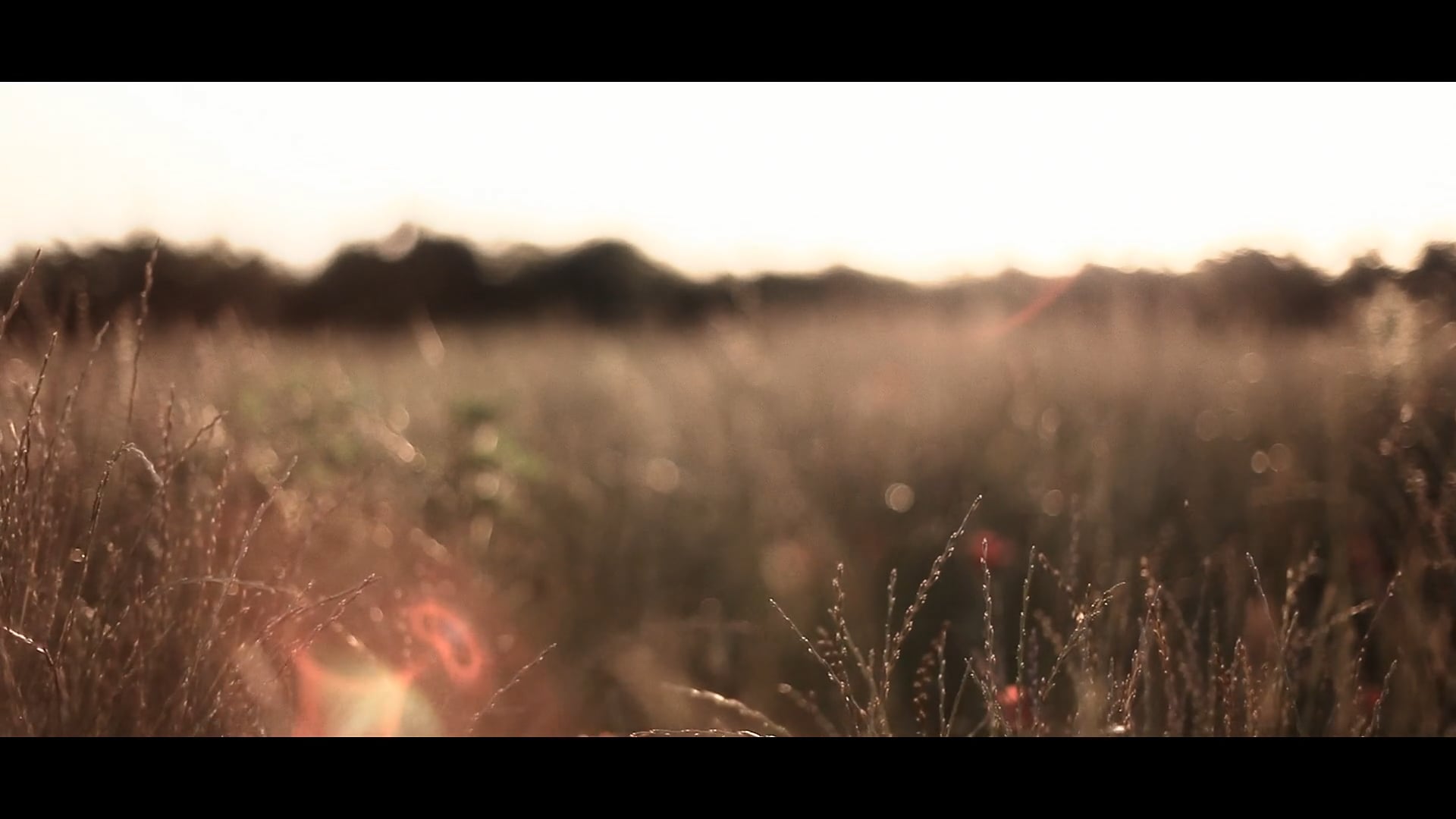 COQUELICOT