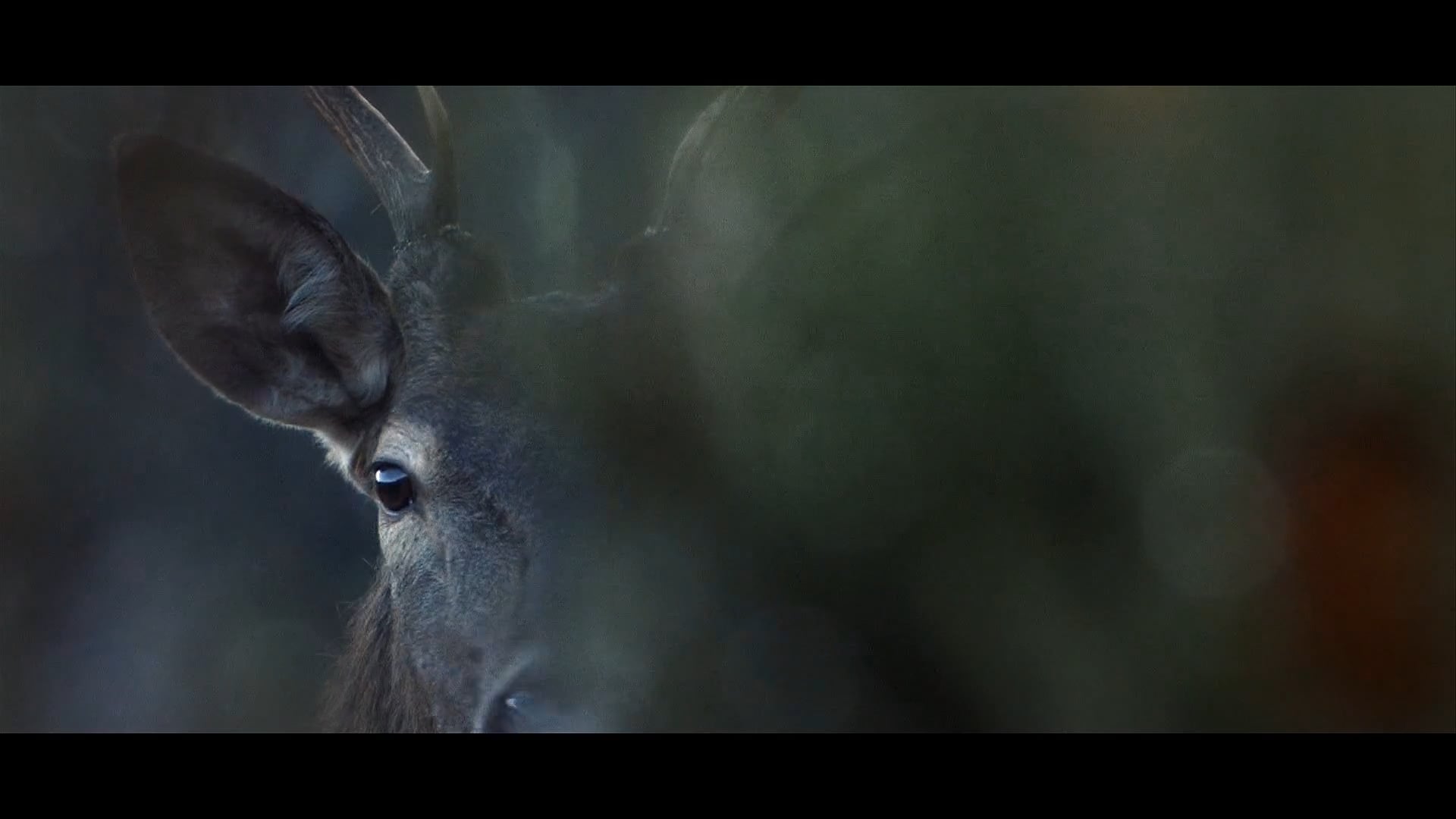 DECATHLON – Walk.Wild