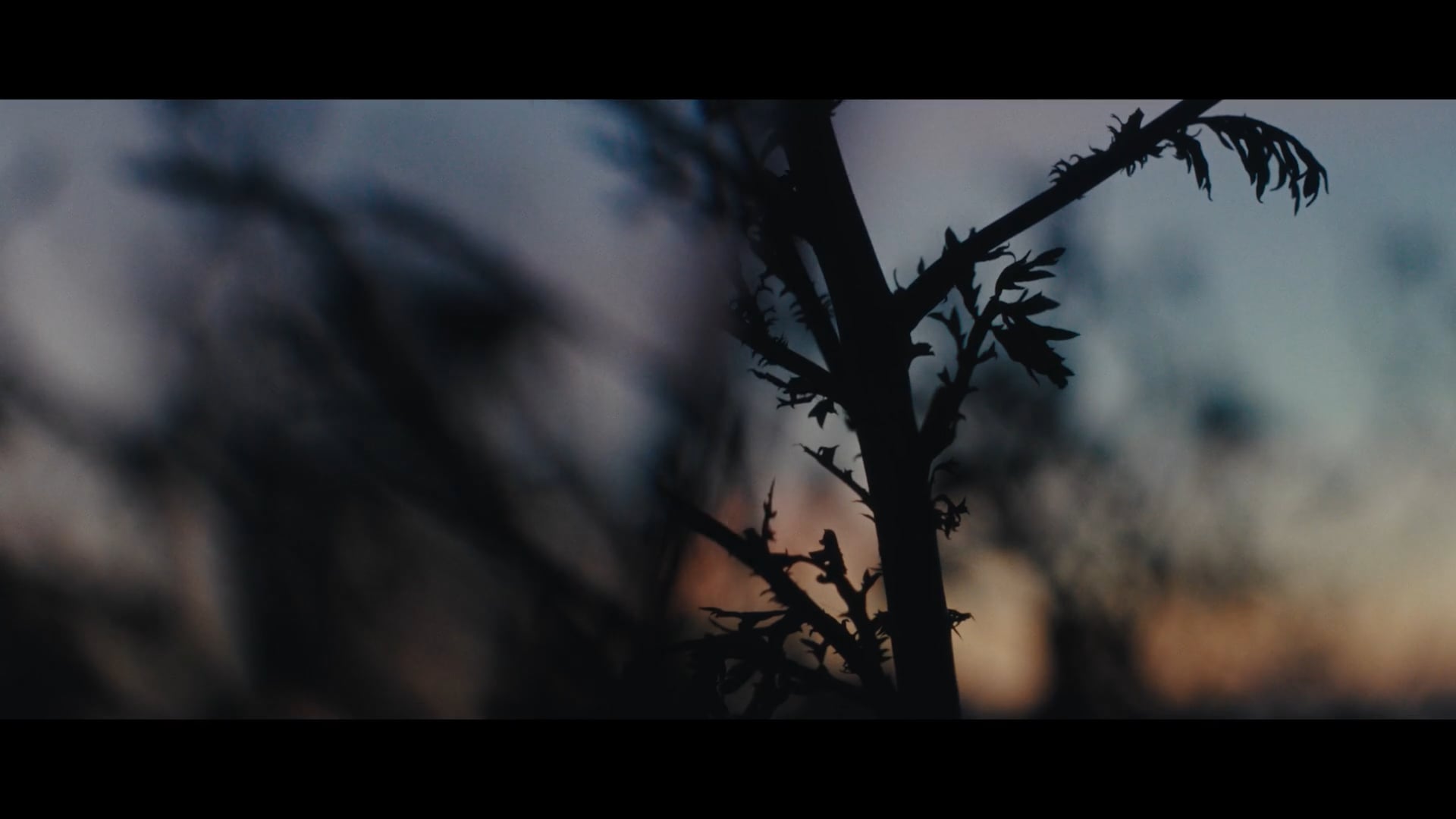 WMF – Crafted for Life_cutdown