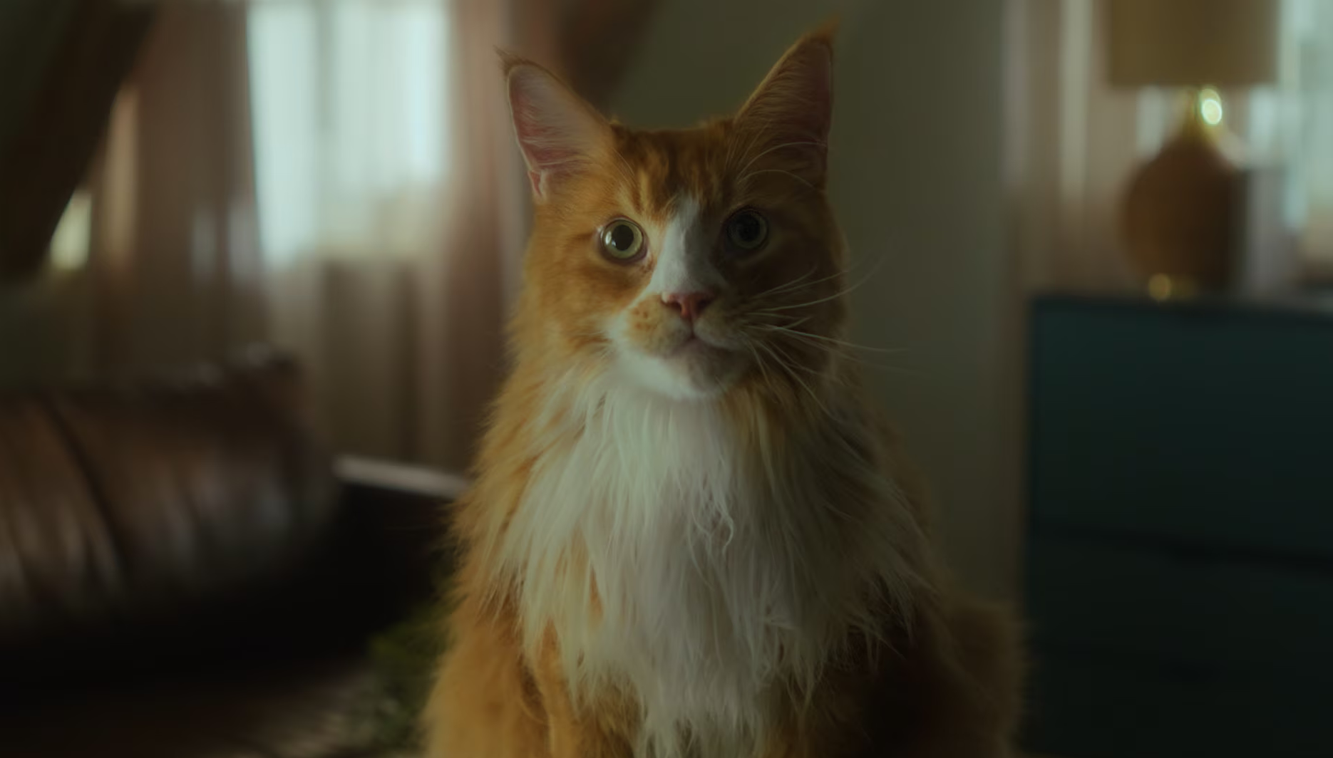 ANIFIT – Love your cat like you love yourself
