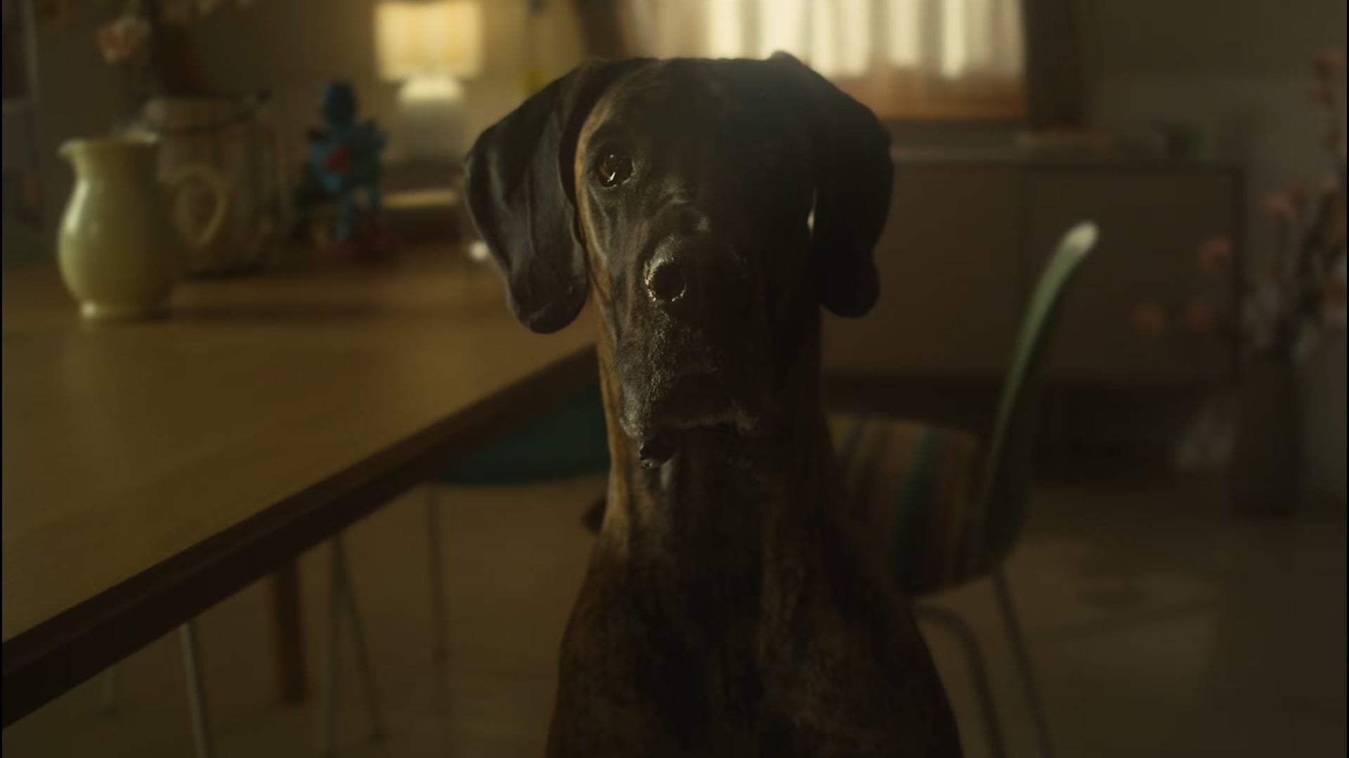 ANIFIT – Love your dog like you love yourself