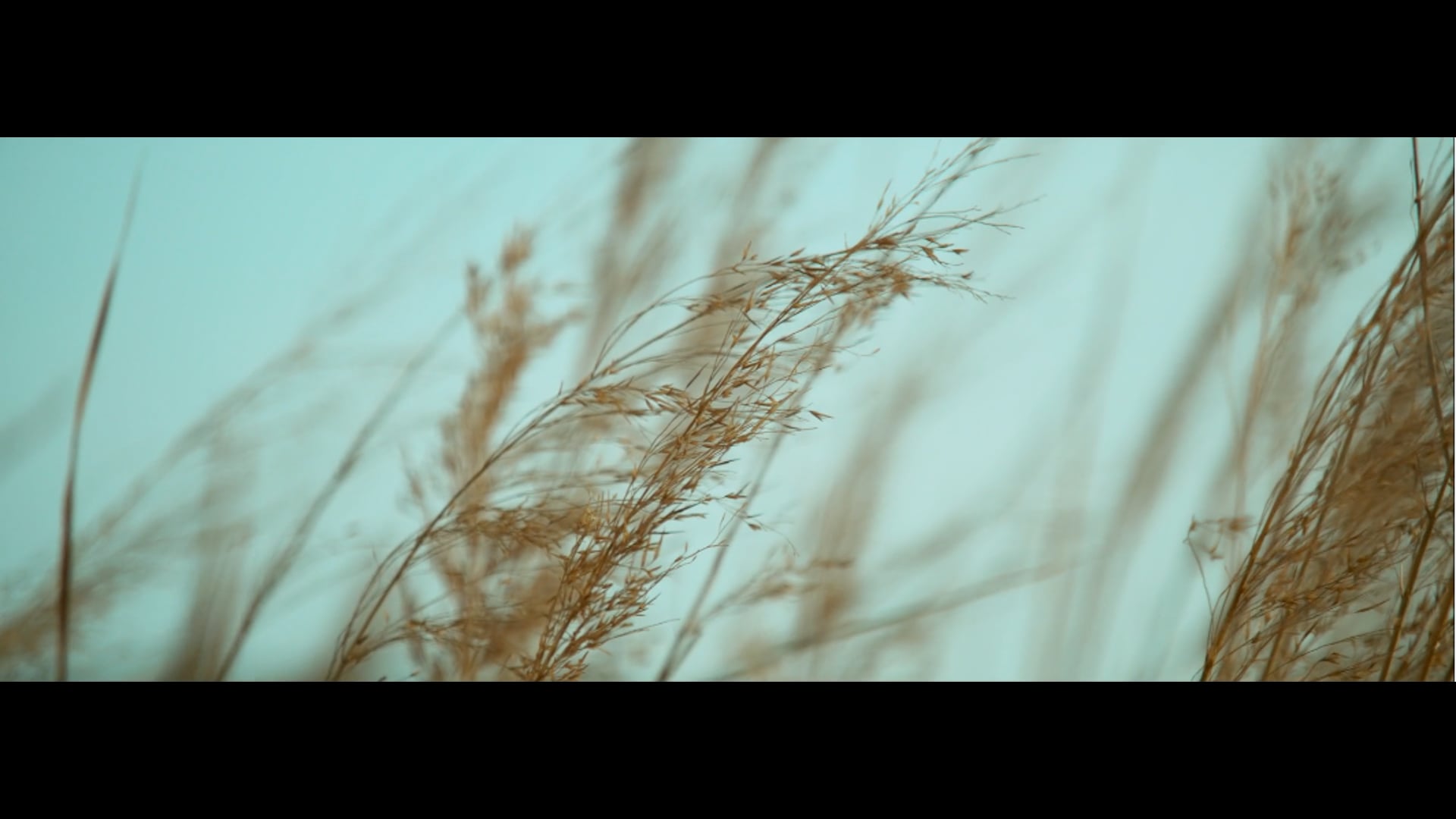 NIO – Timeless
