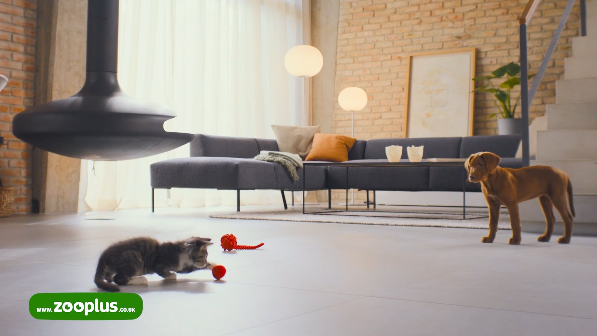 ZOOPLUS – Royal Canin tvc