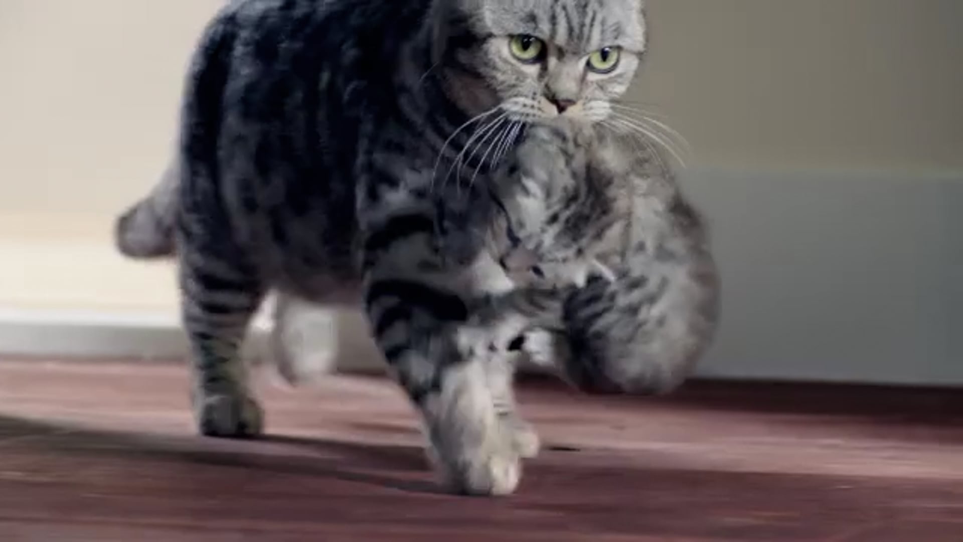 Whiskas- Its-in-your-hands-uk